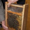 Wizyta pszczelarzy