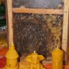 Wizyta pszczelarzy